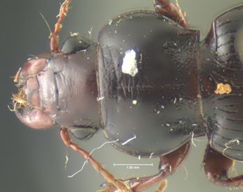 Media type: image;   Entomology 25666 Aspect: pronotum dorsal